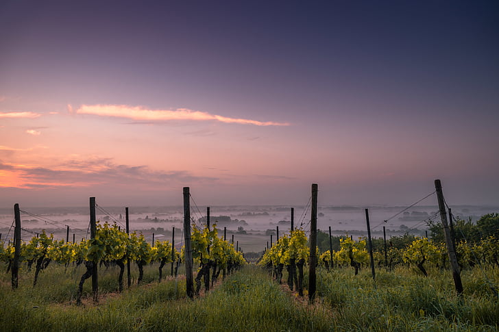 landscape, photography, green, terrain, farm, field, vineyard
