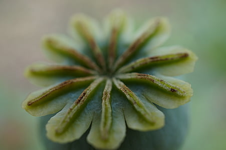 Mak kapsula, pečiatka, vyblednuté, kvet, farba zelená, detail, Príroda