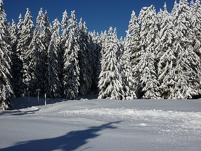 전나무, 자연, 숲, 눈 덮인, 겨울, 눈, 겨울 매직
