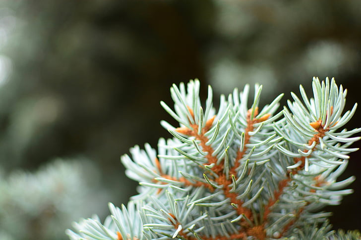 branch, close-up, color, conifer, coniferous, decoration, evergreen