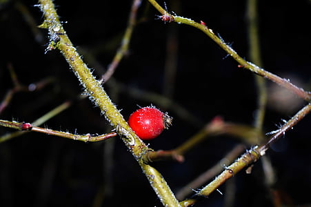 hip, frost, macro, red, cold, rime, winter