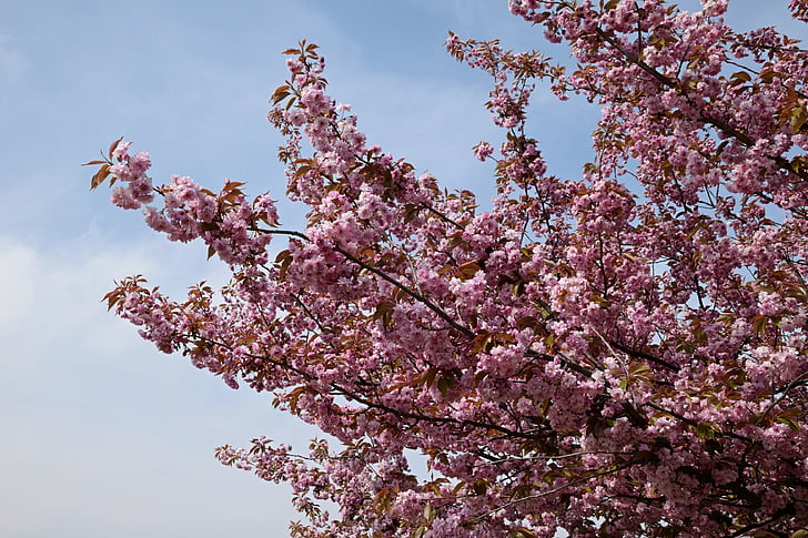 cabang-cabang berbunga, bunga merah muda, bunga pohon, cherry hias, musim semi