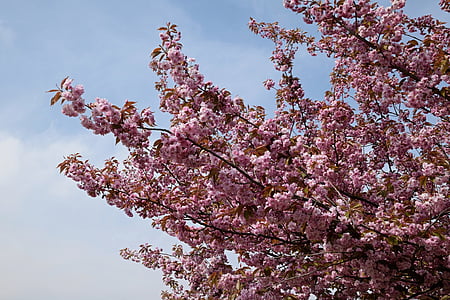 rami fioriti, fiori rosa, albero del fiore, Ciliegio ornamentale, primavera