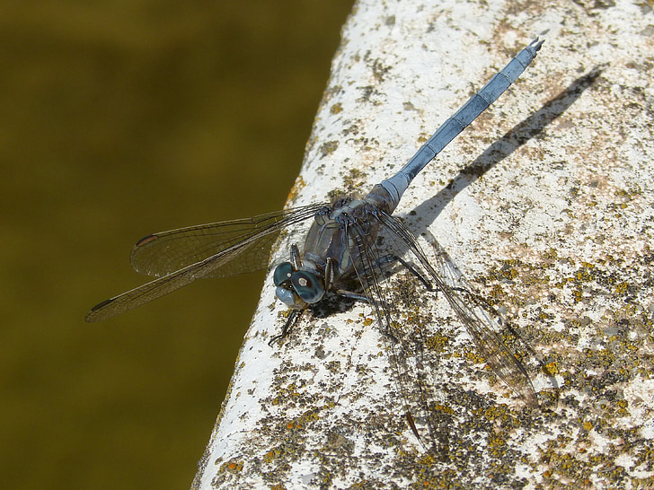 Dragonfly, sinine dragonfly, orthetrum brunneum, tiibadega putukas, parv, putukate, loodus