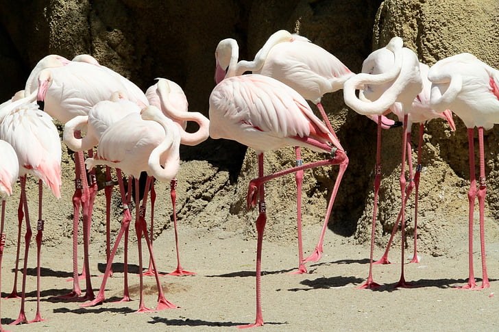 Didysis flamingas, paukštis, rožinis, zoologijos sodas, paukščiai, rožinė, gyvūnai, laukinių