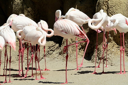 pink flamingo, bird pink, zoo, birds, pink, animals, wild