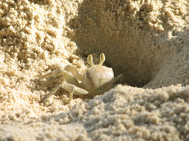 Krabbe, Strand, Sand, weiß, crebs