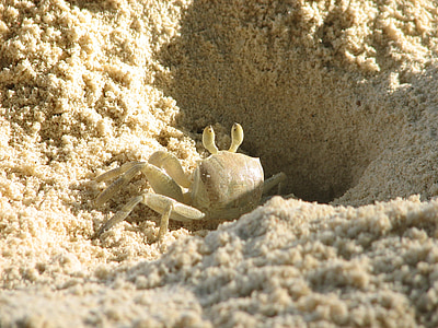 Krabbe, Beach, sand, hvid, crebs