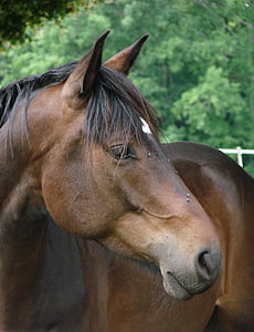 horse, animals, portrait, bai, french saddle, animal, stallion