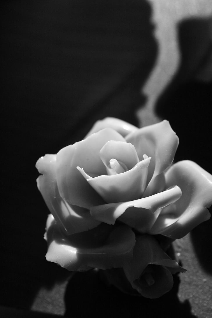 Rosa, fleur, blanc et noir, Bianca, nature, beauté