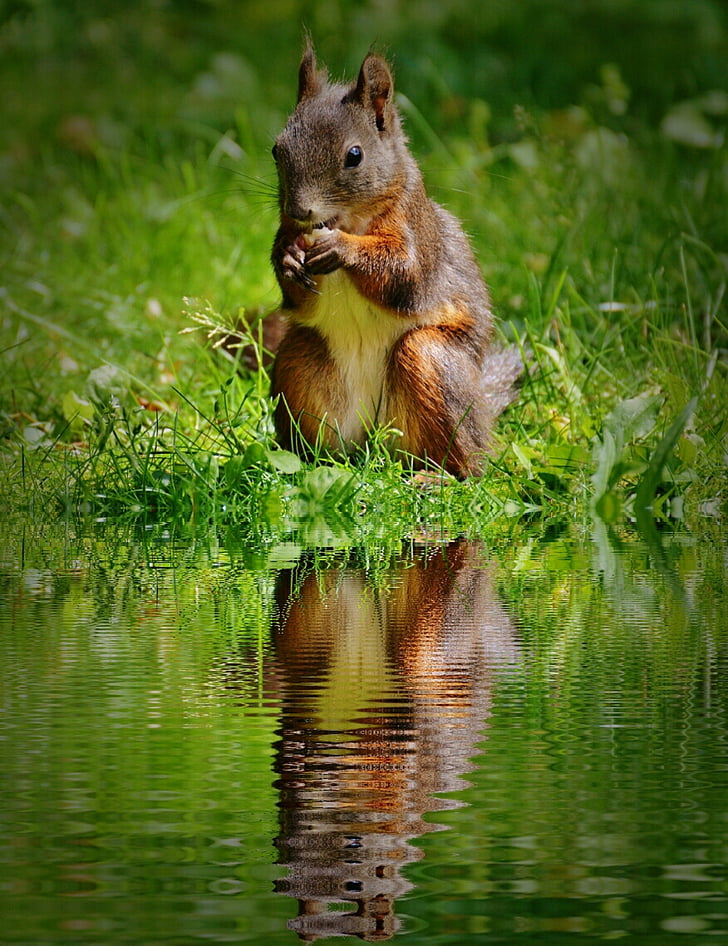veverica, nager, srčkano, vode, banka, zrcaljenje, narave