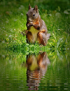 esquirol, nager, valent, l'aigua, Banc, reflectint, natura