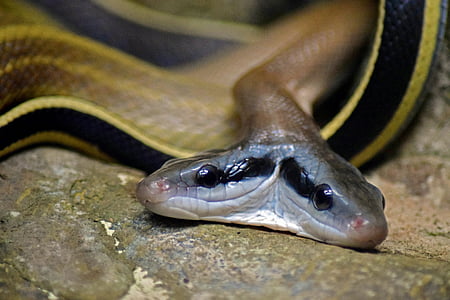 snake, two heads, malformation, reptile, animal, wildlife, nature
