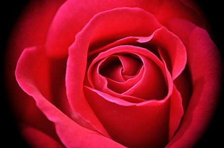 Rosa, flor, flor, flor, natura, pètal, vermell