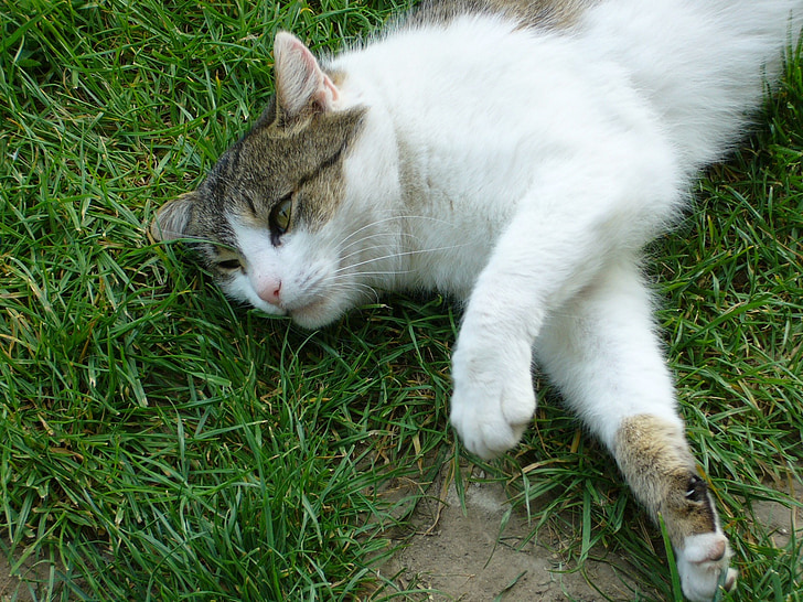 katten, slappe av, gresset