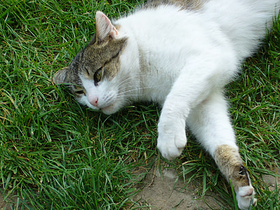 kat, slappe af, græs