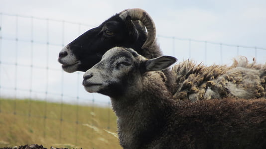 cabras, Cordero, oveja, bloques de, del pasto, animales, lana