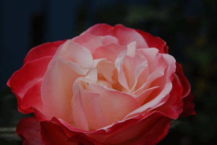 Rose, fleurs, floraison rose