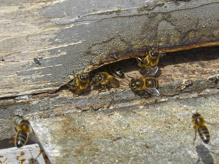 Пелюшки, бджоли, Вхід, мед