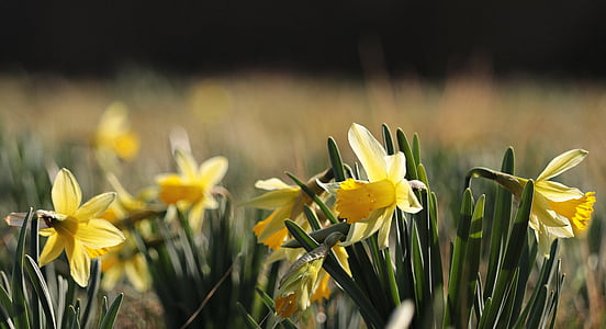 narcisos, amarelo, Primavera, flor, flor, flor, pseudonarcissus Narcissus