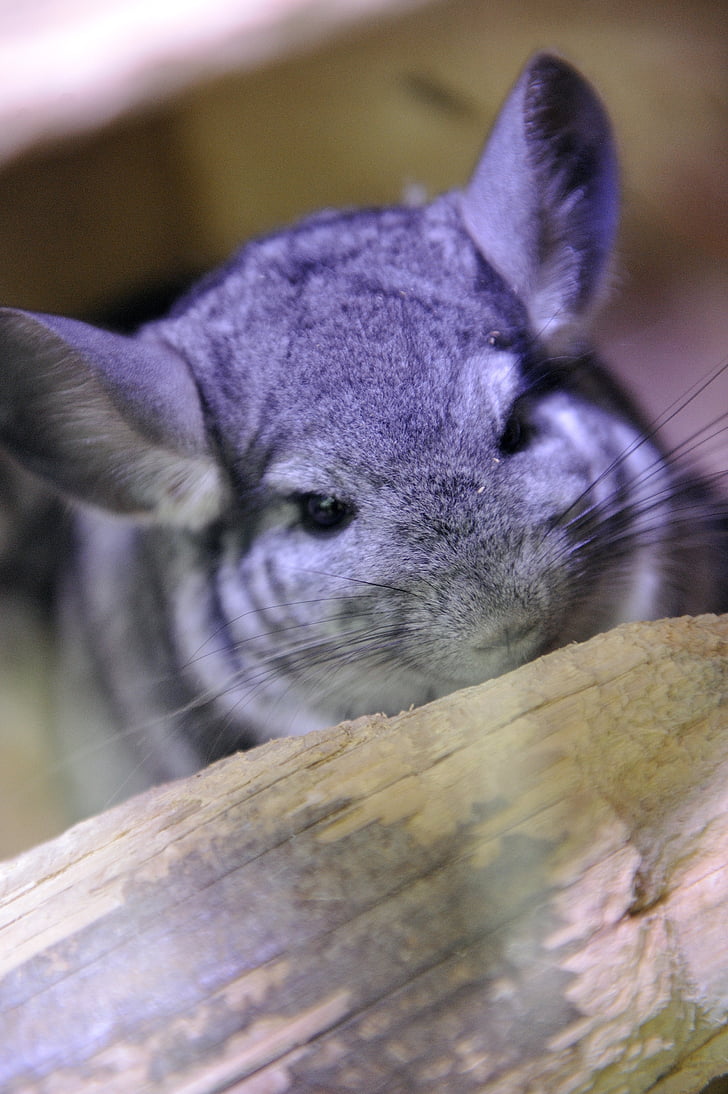 chinchillas, animal, pet, rodent, puppy, hair, ears