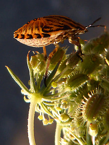 Escarabajo de la, naranja, insectos, flor, macro, pequeño