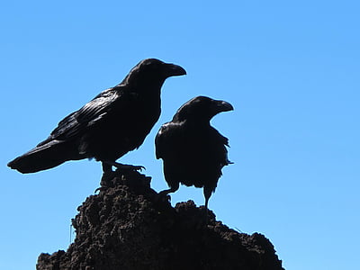 dos, negre, corbs, ocells, Corb, ocell, animals en estat salvatge