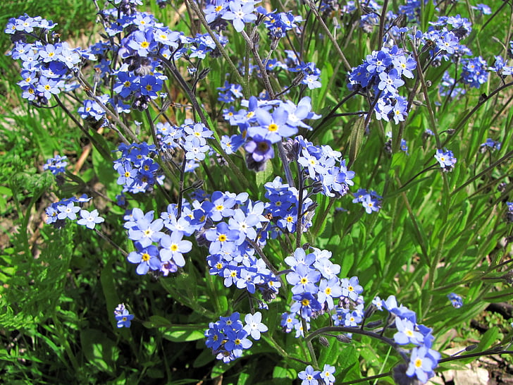 flor, Myosotis, pequenas flores azuis, animal de estimação