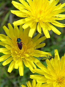 flowers, insects, bugs, lepidoptera, dandelion, beetles metallic, insect