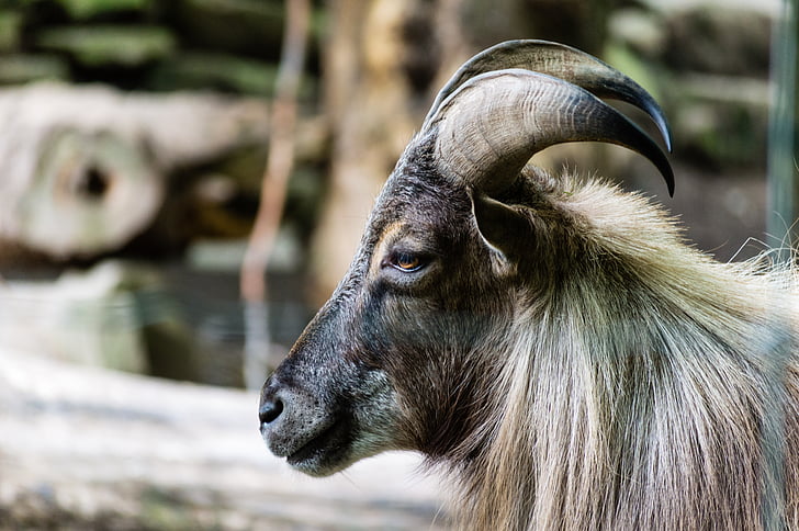animal, close-up, goat, horns