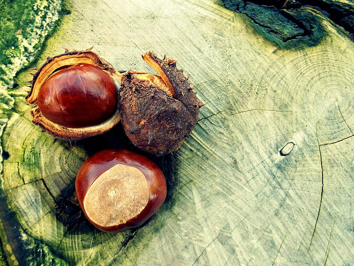 chestnut, autumn, tree, brown, shell, october, spur