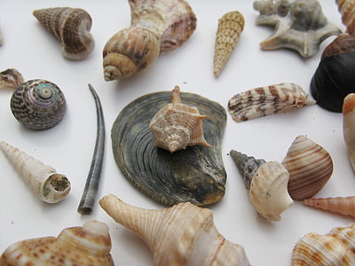 musslor, marina snäckor, meeresbewohner, makro, havslevande djur, bostäder, pärlemor