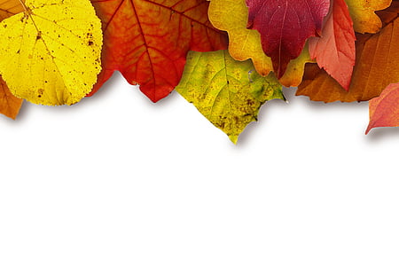 メープル, ホワイト, 表面, 秋, 葉, カラフルです, 色、黄色