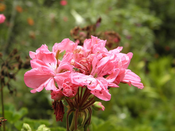 floare, natura, albine