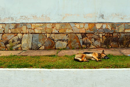 Andrelândia, Minas, calme, tranquilité, chiens, chien, animaux de compagnie
