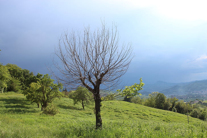 krajina, strom, Hill