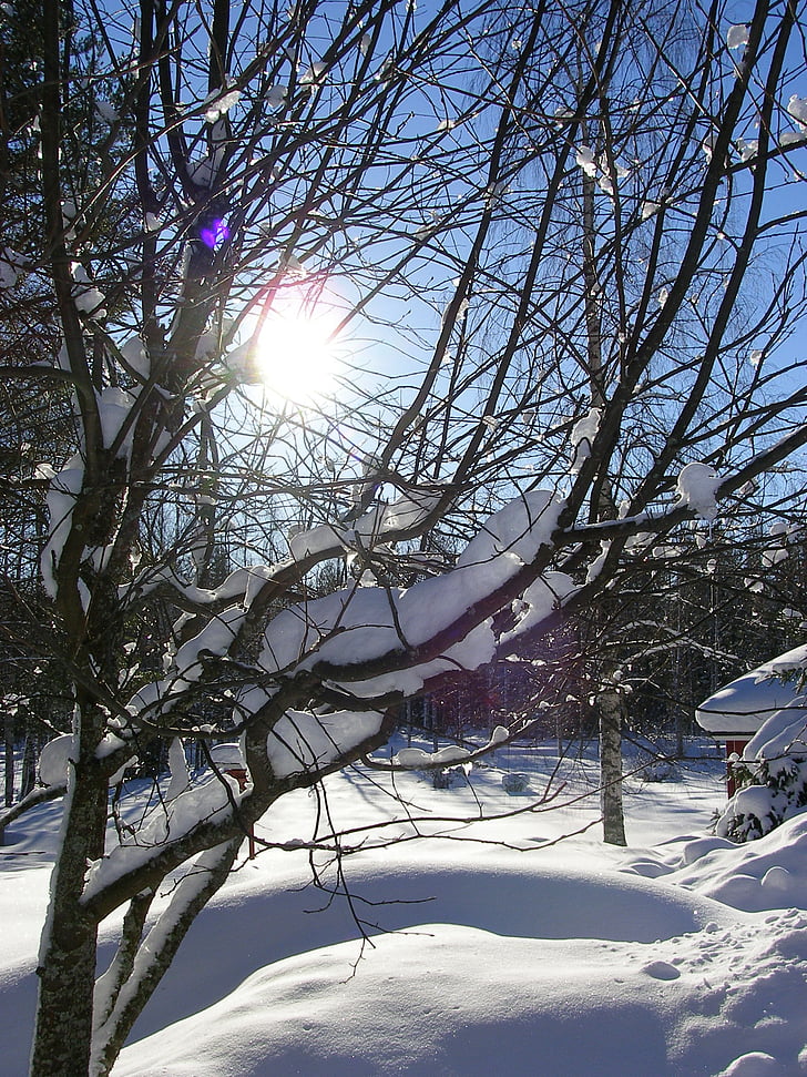 winter, sun, branches, blue sky, forest, finnish, snow