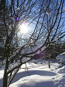 vinter, solen, grene, blå himmel, skov, finsk, sne
