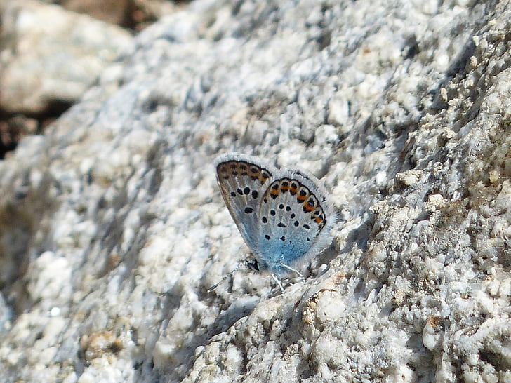 vlinder, stalkruiden is blauw, Polyommatus icarus, vlinders, Icarusblauwtje, Lycaenidae, gemeenschappelijke bläuling