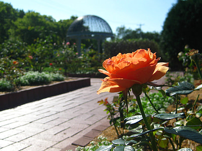 цвете, Градина, лято, флорални, цветна градина, парк, оранжево цвете