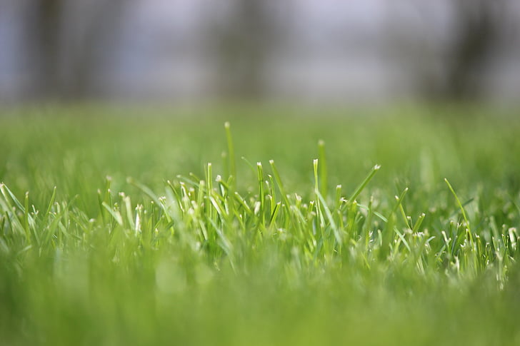 trawa, Rush, fokus, łąka, soczysty, Natura, źdźbła trawy