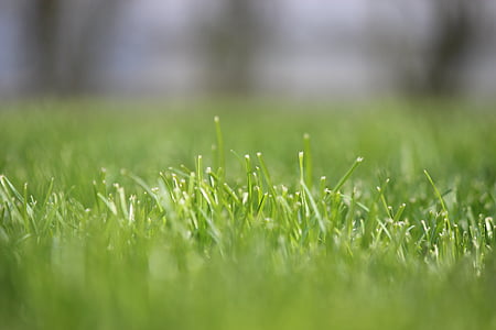 grass, rush, focus, meadow, juicy, nature, blades of grass