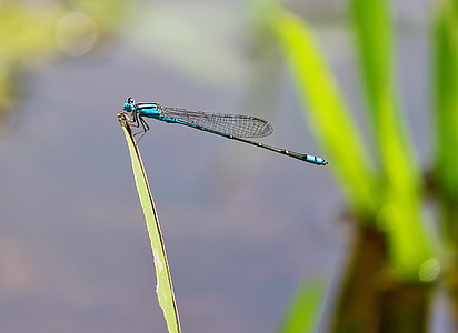 Dragonfly nåler, hvile, vann