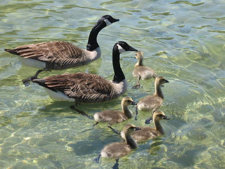 geese, canadian, swimming, water, wildlife, waterfowl, birds