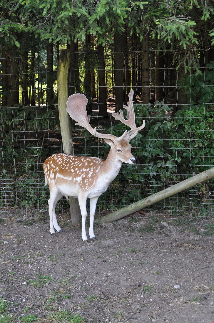 Roe deer, Hirsch, liar, hutan, tanduk, hewan, rusa Bera