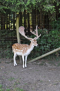 roe deer, hirsch, wild, forest, antler, animal, fallow deer