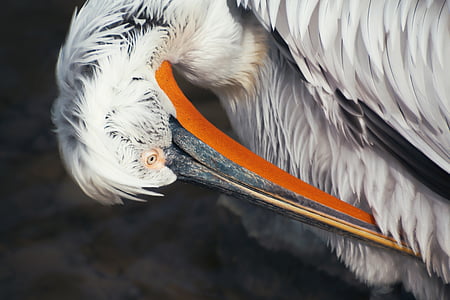 Pelikan, putzt sich, Gefieder, Rechnung, in der Nähe, Vogel, Porträt