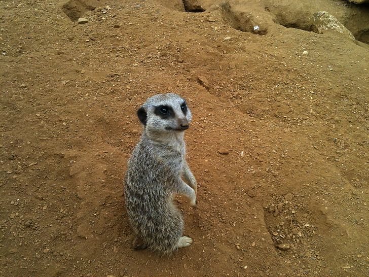 meercat, looking, paws