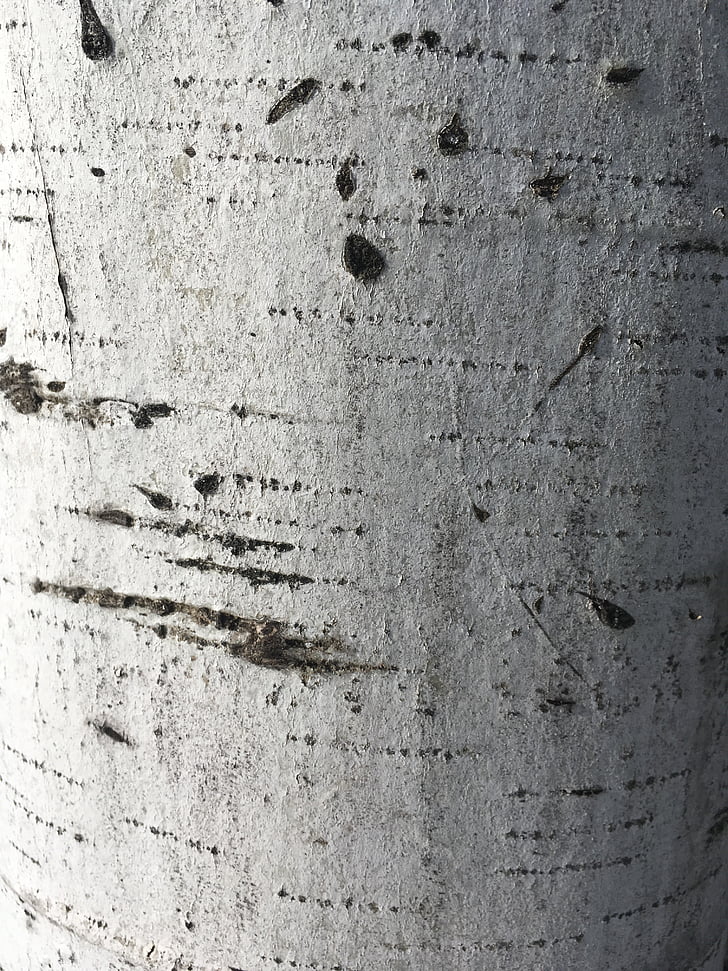 Birch, tekstur, kulit, makro, pola, pohon, kayu