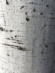 bjørk, tekstur, bark, makro, mønster, treet, tre